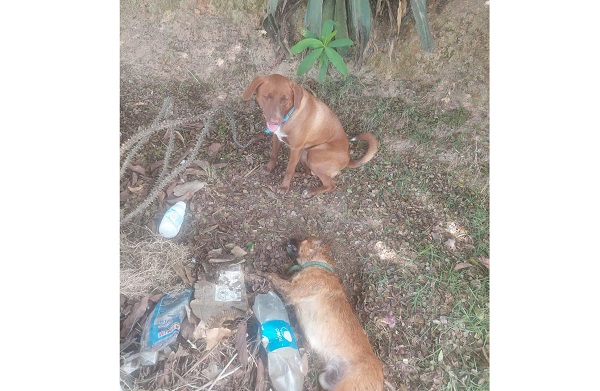 Doguinho chora e não sai de perto de amigo que morreu afogado em Linhares 