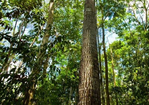 MP do ES adere a importante acordo para proteção das florestas