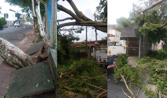 Árvore cai sobre casa no Interlagos, e pelo menos outras 2 terão que ser sacrificadas