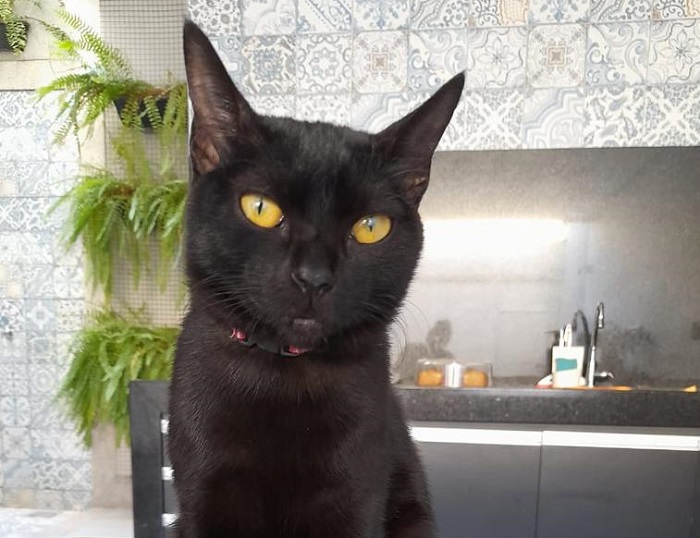 Lila: Ela está de volta, e a alegria também!