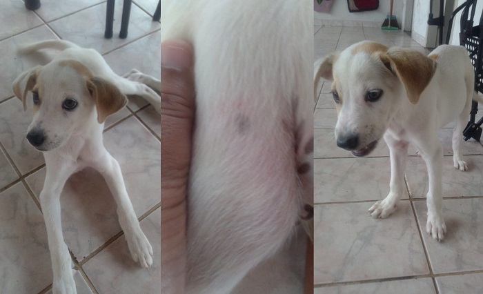 Doguinho é atropelado no Centro. Revoltada, tutora afirma que motorista foi avisado