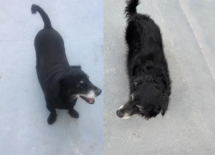 Recompensa: Baby foge no Lagoa do Meio, e idosa se desespera. Ele tem 10 anos