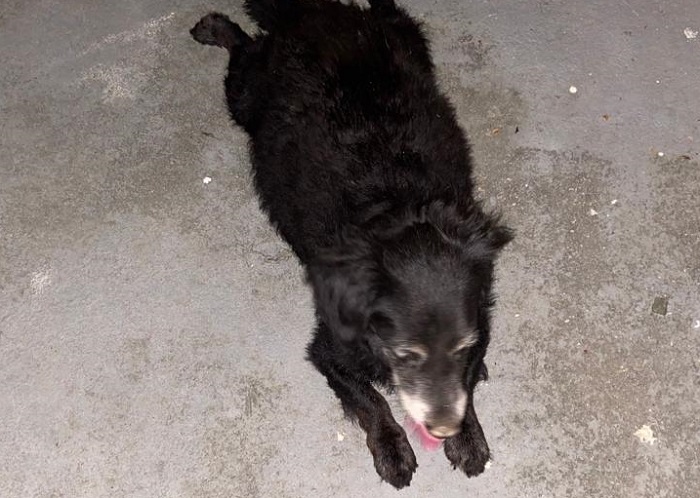 Baby é reconhecido por leitor e já está em casa!