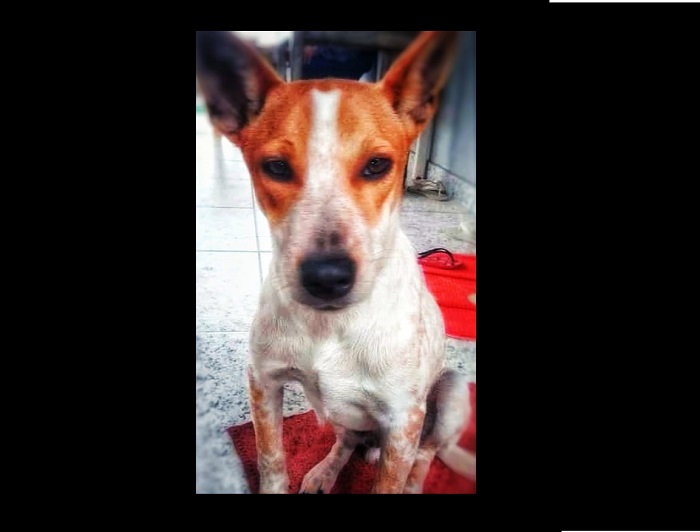Triste: Loki virou estrelinha. A família foi avisada após postagem no Eu Vi em Linhares