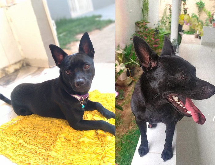 Kiara se desespera com fogos no réveillon, e desaparece no Interlagos