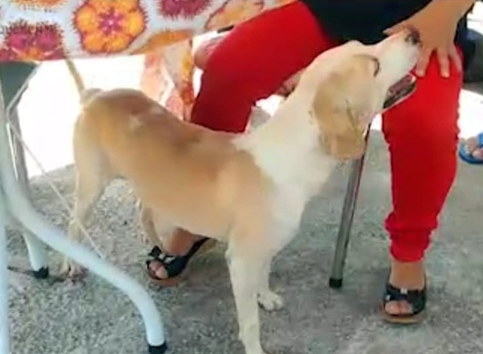 Recompensa para quem encontrar o Pontal, que fugiu no Araçá