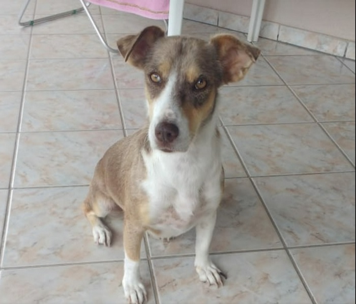 Recompensa: Desesperada, Pomerana foge no BNH por medo de fogos