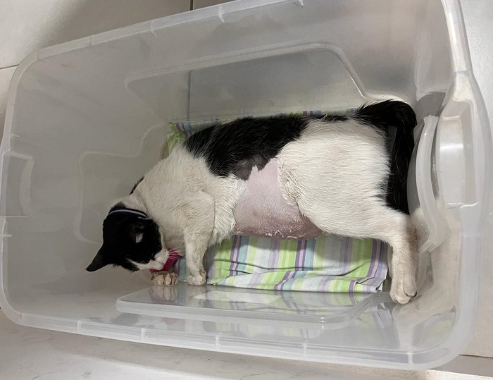 Gato é dopado e estuprado em Linhares. 