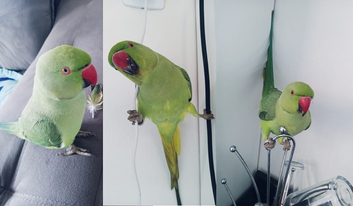 Pippo foge no Shell ao se assustar com mangueira. Crianças estão desoladas