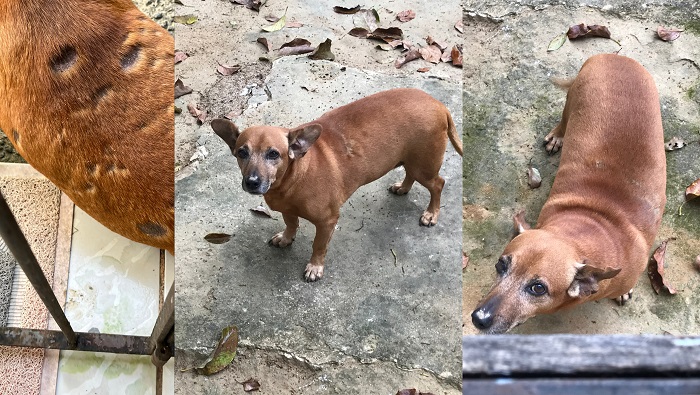 Recompensa: Nero foge no Interlagos. Ele tem 13 anos e faz tratamento de feridas
