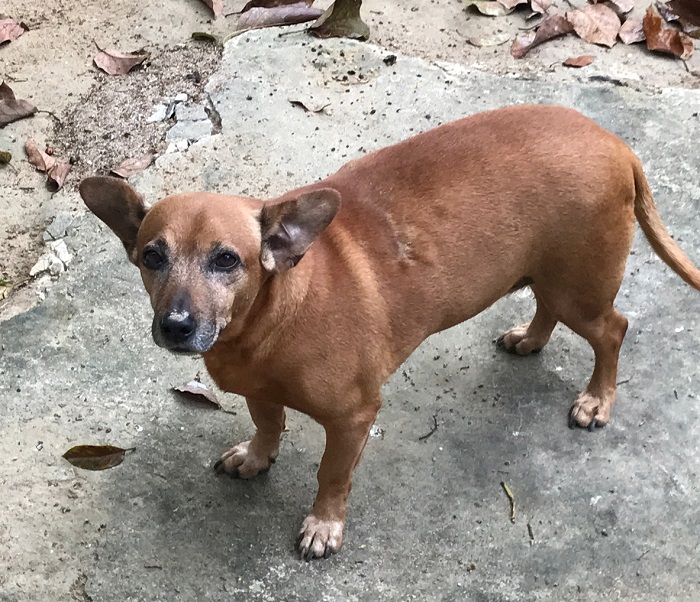 Nero é encontrado! E leitor nem quis recompensa dos tutores
