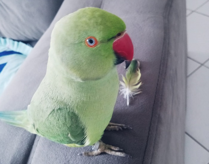 Pippo também é encontrado! 