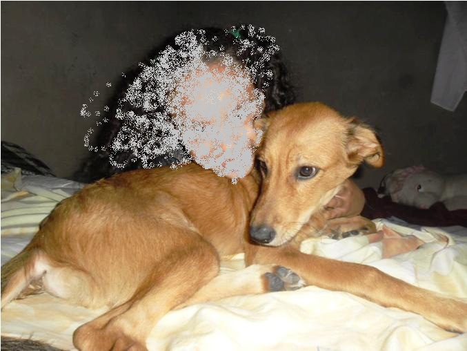 Matança de cachorros no São José: animais estão sendo envenenados