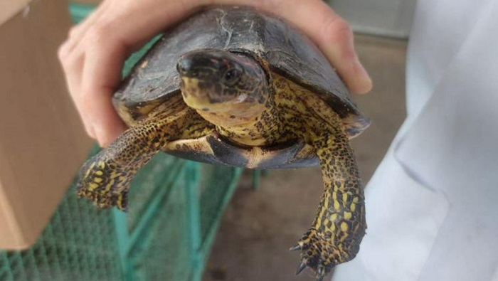Mais de 100 animais silvestres foram resgatados pela Prefeitura em 2022