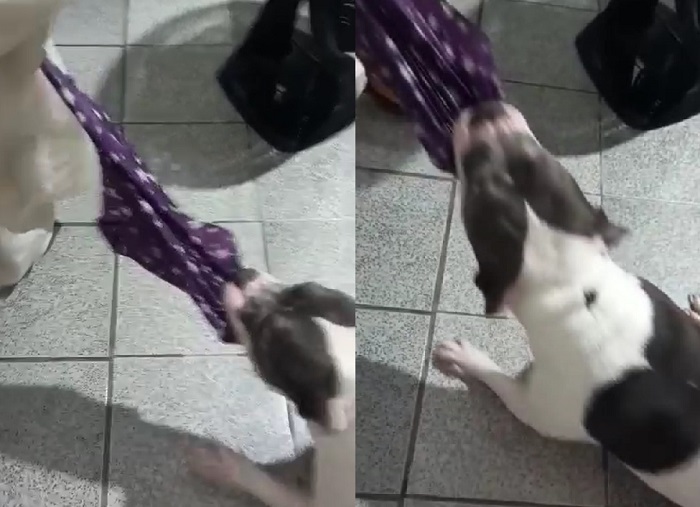 Doguinha que odeia sombrinha: Ela começou com a 