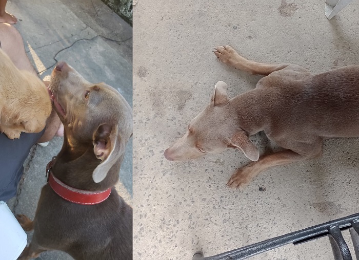 Recompensa: Layla foge no Jardim Laguna. Ela tem fobia e passa mal com fogos