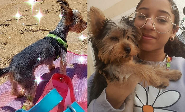 Tem recompensa e é urgente: Buddy desaparece no Jardim Laguna. 