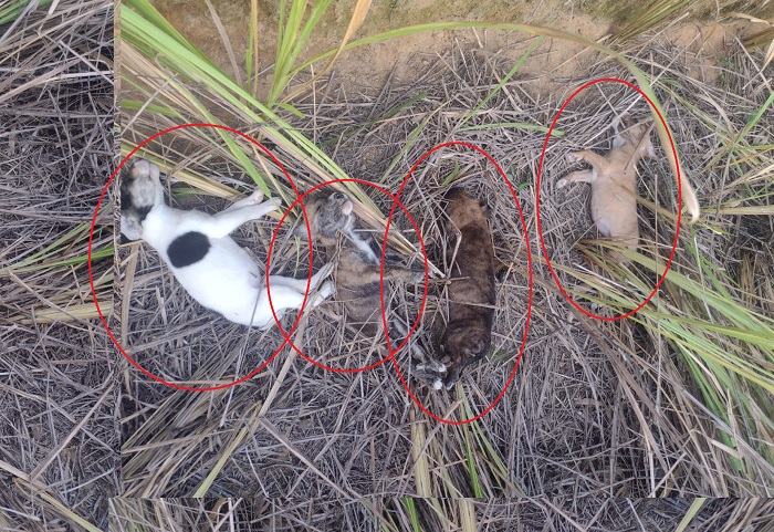 Doguinhos são encontrados mortos no interior de Linhares