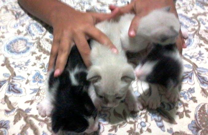 Quem quer um gatinho fofo, lindo e sadio?