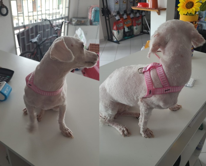 Belinha foge no Interlagos, menino chora e avó pede ajuda