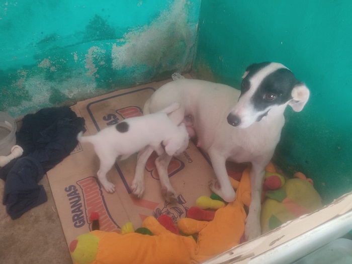 Branquinha: Ela teve quase todos os filhos vítimas da maldade humana