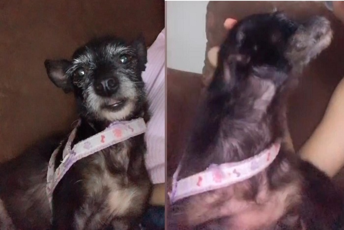 Recompensa: Mel, doguinha idosa se desespera com fogos e foge no Aviso