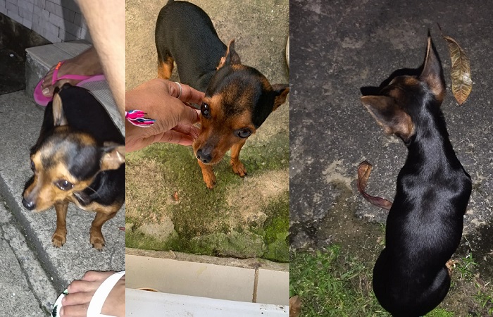 Luck foge no Movelar, família paga recompensa e diz que é urgente