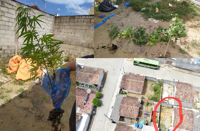 Pezões de maconha apreendidos pela PC de Aracruz