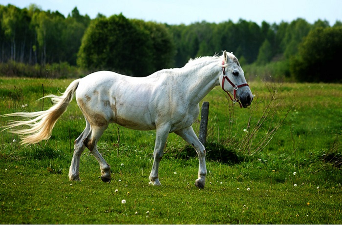 Acusado de furtar cavalo em Conceição do Castelo deve pagar R$ 2,5 para o dono do animal