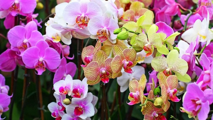 Que lindo! Orquidófilos de Linhares participam de exposição em Rio Bananal