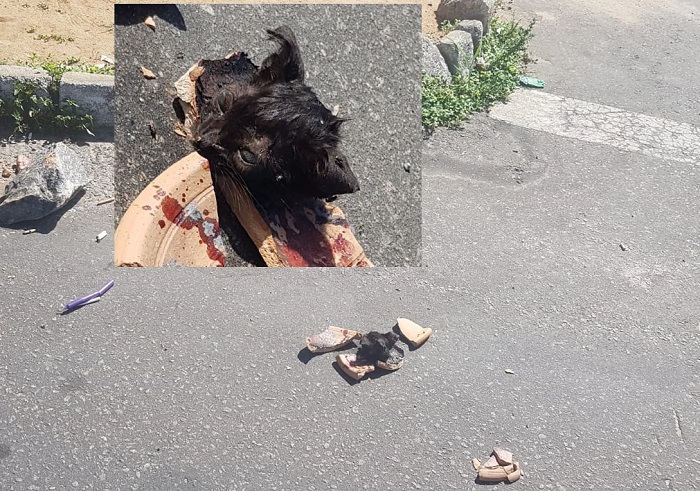 Ritual com uso de cabeça de pet revolta leitora do bairro Planalto, em Linhares