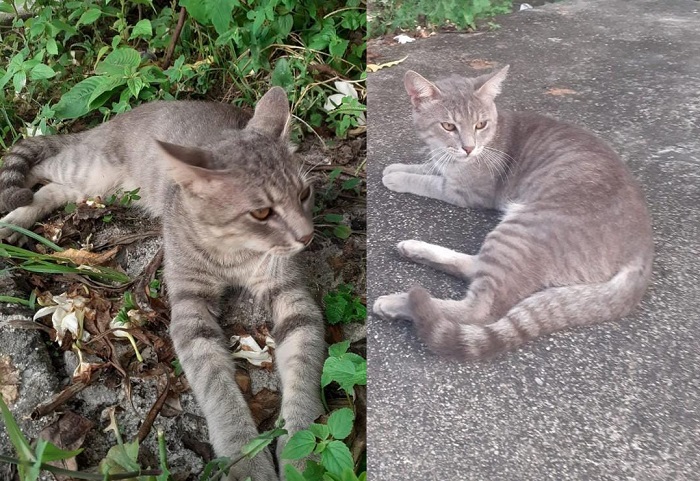 Gatinho com histórico de sofrimento foge ao se assustar no Aviso. Adotante e voluntária se desesperam