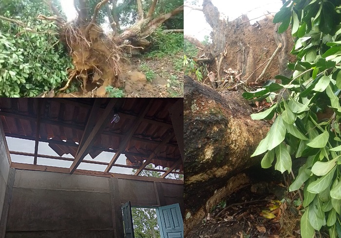 Árvore gigantesca é derrubada por vento durante tempestade em Guaraná, Aracruz
