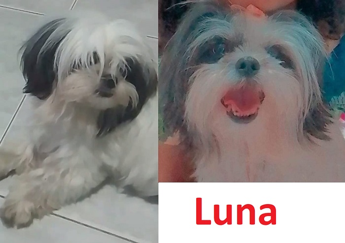 Luna foge na Vila Isabel. Tem recompensa, e 2 crianças estão desoladas