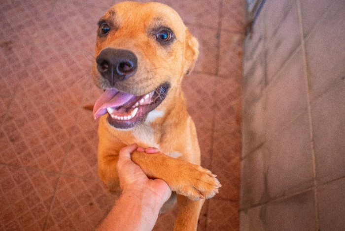 Prefeitura de Linhares se une a campanha contra a crueldade de animais