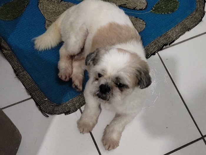 Olha ele! Kelvin já está em casa, todo cheio de dengo