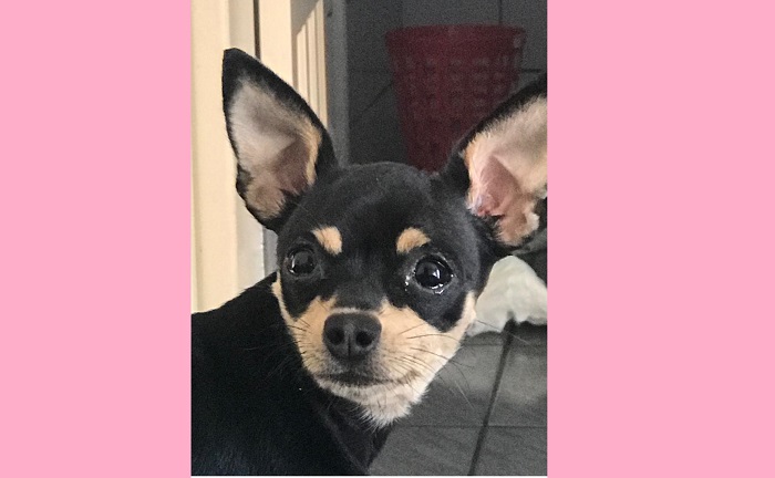 Bibizinha encontrada! Ela havia escapado no Interlagos