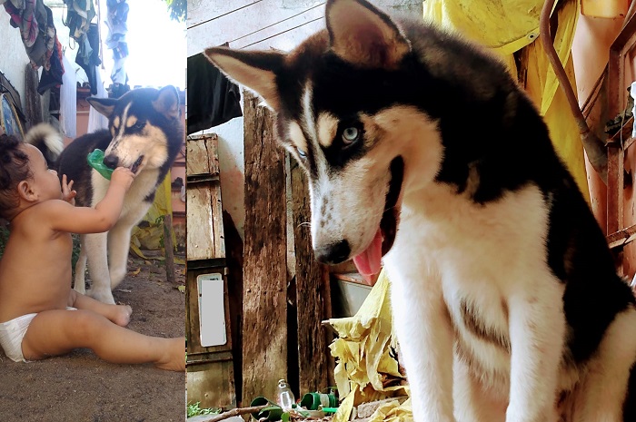 Theodoro foge no Interlagos. Bebê de 1 ano nem quer se alimentar devido a falta do amiguinho