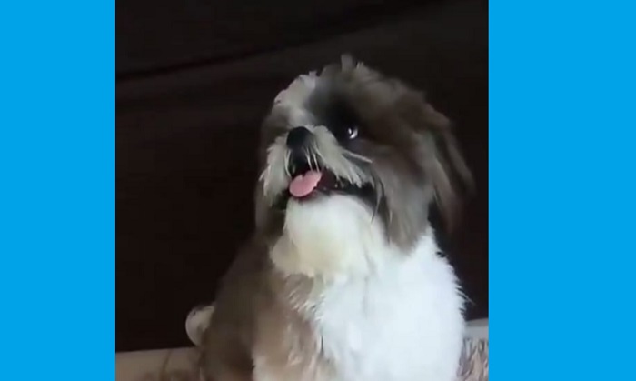 Recompensa: Lucky foge no Nova Esperança. Garotinho de 2 anos é muito apegado ao doguinho
