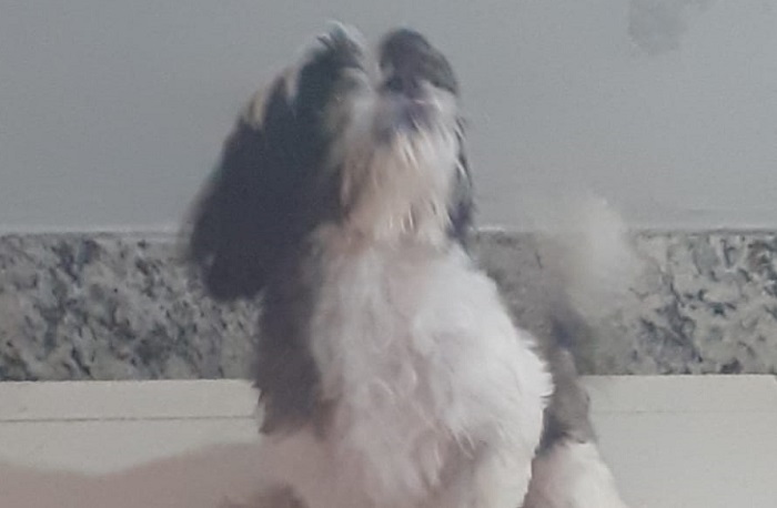 Leitor reconhece Lucky no Au Au Miau e devolve ao dono. Recompensa foi rejeitada