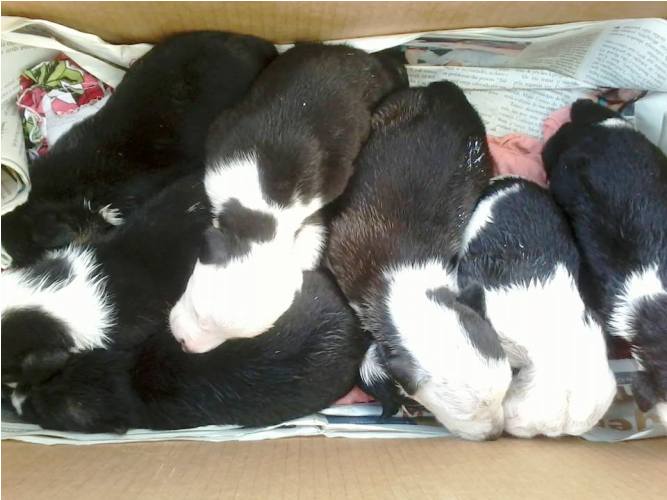 Ninhada de cachorros é abandonada no bairro São José