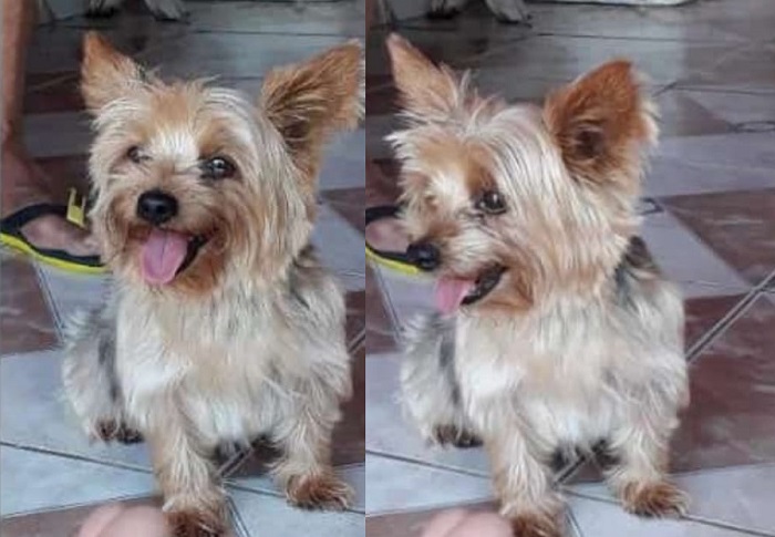 Billy foge no São José. “É minha companhia”, declara idosa ao pedir ajuda