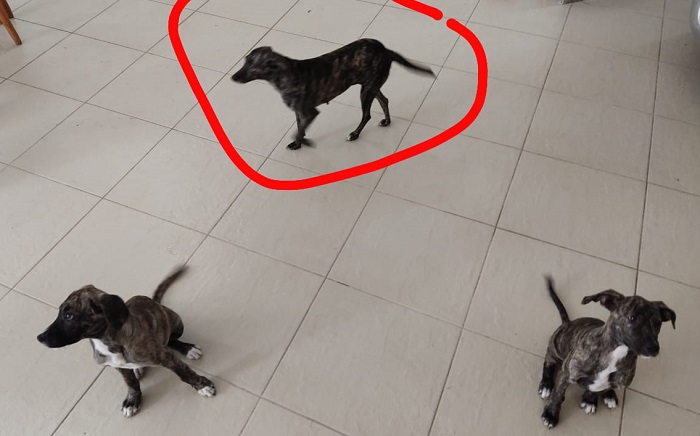 É muita alegria! Belinha encontrada!