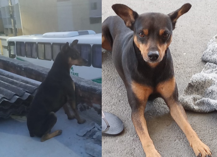 Recompensa para quem encontrar o Nik. Fugiu na Fonte Grande