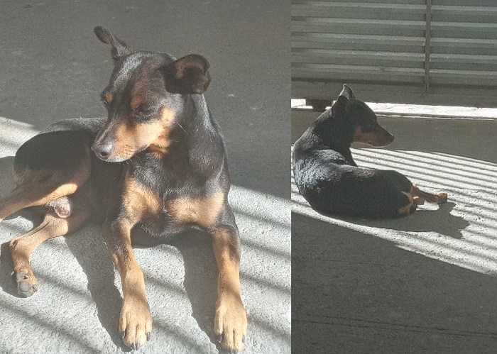 Olha o Nik aí! Apareceu menos de 3 horas após a divulgação no Eu Vi em Linhares