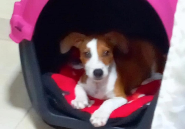 Zara é encontrada! Foi logo após a divulgação no Au Au Miau