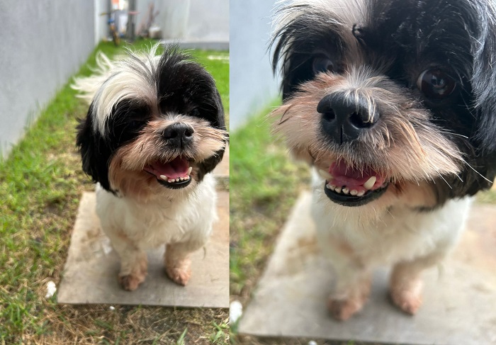 Doguinho sorridente é encontrado. “Viu no Au Au Miau e me ligou”