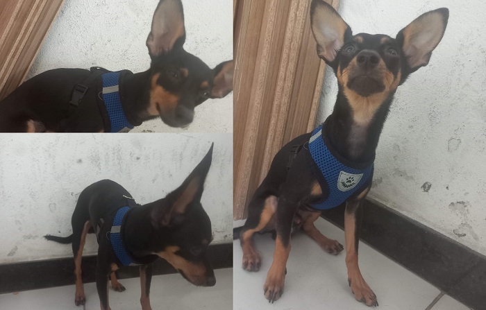 Recompensa: Café foge no Nova Esperança. Menina de 5 anos chora toda noite