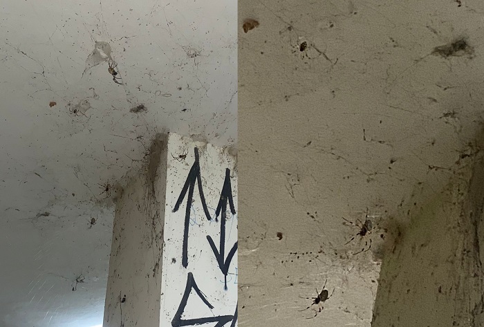 Aranhas assustam visitantes do Mirante, na Praça 22 de Agosto