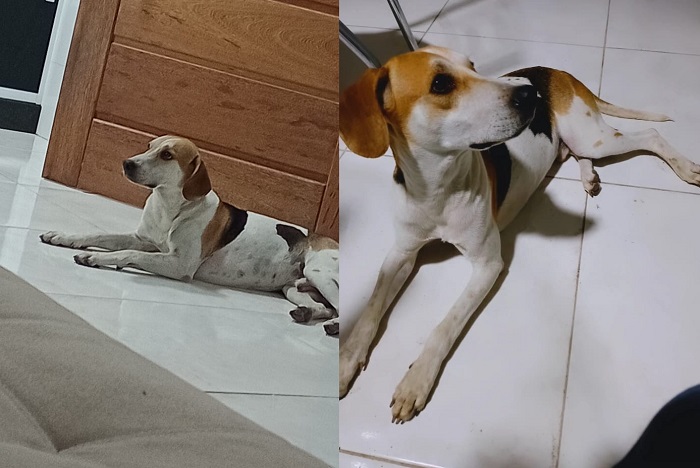 Django: Recompensa para quem encontrar o doguinho que fugiu na Vila Maria, Canivete